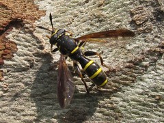 Sphiximorpha subsessilis