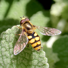 Eupeodes latifasciatus