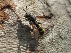 Sphiximorpha subsessilis