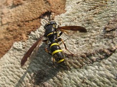 Sphiximorpha subsessilis