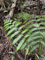Cyathea horrida
