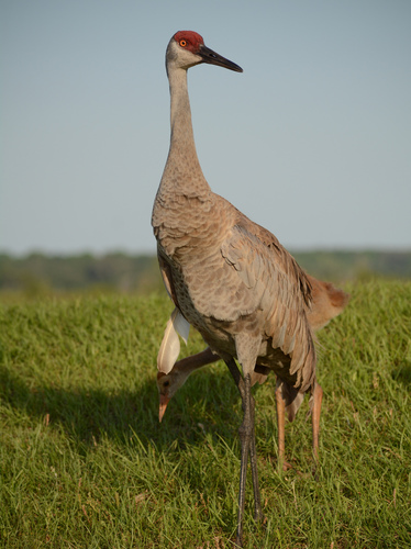 Grulla canadiense (Antigone canadensis)