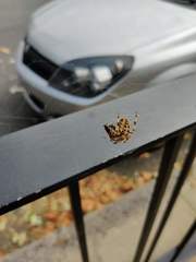 Araneus diadematus