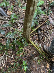 Cecropia schreberiana