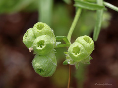 Valerianella vesicaria