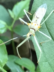 Ploeogaster