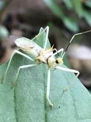 Ploeogaster