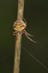 Araneus triguttatus