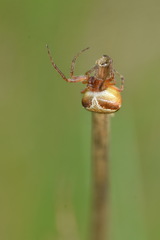 Araneus triguttatus