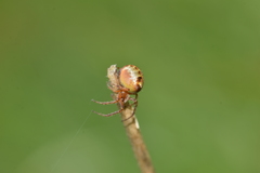 Araneus triguttatus