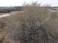 Atriplex canescens