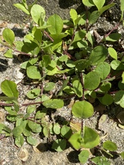 Phlox stolonifera