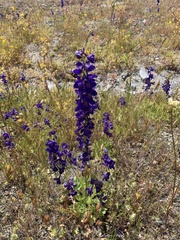 Delphinium uliginosum