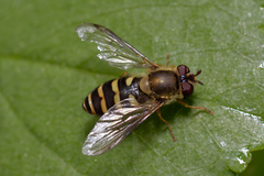 Syrphus