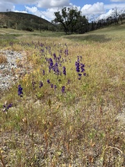 Delphinium uliginosum