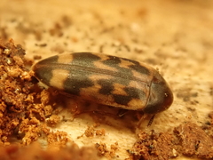 Orchesia undulata