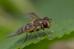 Syrphus