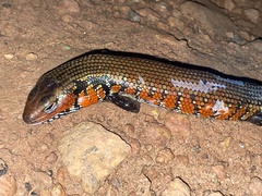 African Fire Skink photo 5