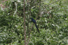 Terpsiphone atrochalybeia