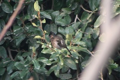 Pycnonotus cafer