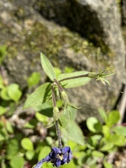 Phlox stolonifera