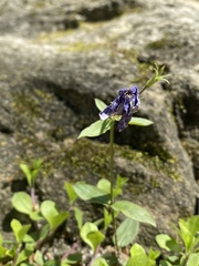 Phlox stolonifera