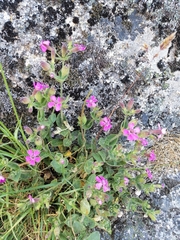 Silene acutifolia