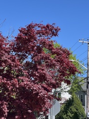 Acer