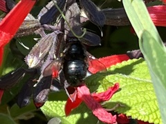 Xylocopa tabaniformis