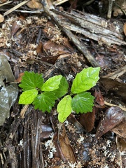 Cordia borinquensis