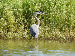 Ardea herodias