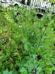 Aquilegia