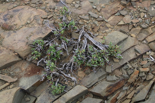 Image of Hermannia spinosa by (c) Tony Rebelo, some rights reserved (CC BY-SA)
