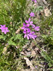 Erodium cicutarium