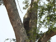 Sciurus carolinensis