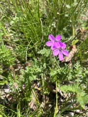 Erodium cicutarium
