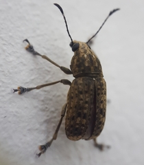 Phloeobius alternans