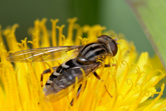 Anasimyia interpuncta