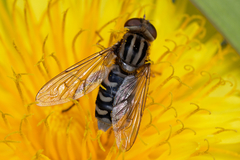 Anasimyia interpuncta