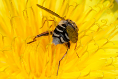 Anasimyia interpuncta