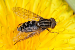 Anasimyia interpuncta