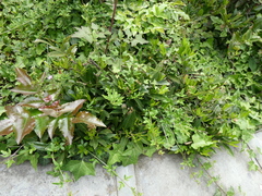 Berberis aquifolium