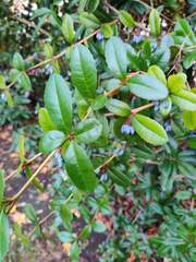 Berberis