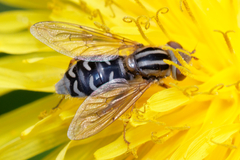 Anasimyia interpuncta