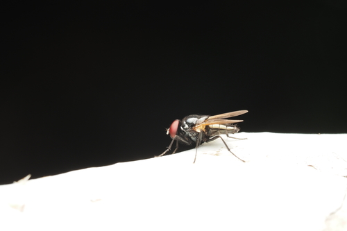 House fly