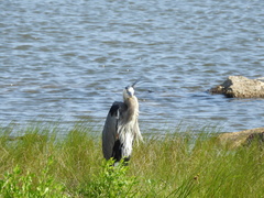 Ardea herodias