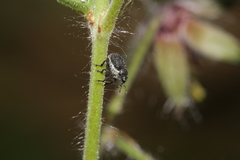 Zacladus