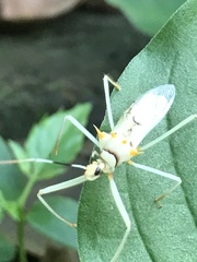 Ploeogaster