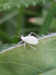 Macrosiphum albifrons