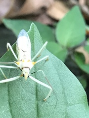 Ploeogaster